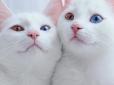 Муркотіння в котів закодоване в генах? Японські науковці зробили сенсаційне відкриття