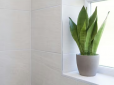 Ефект здивує! ТОП-5 кімнатних рослин, які борються з пліснявою у ванній