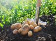 Коли копати картоплю у 2025 році - найкращі дні за регіонами та місячним календарем
