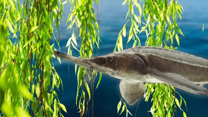 Відродження земель Великого Лугу перевершило найсміливіші прогнози. Природа виявилася розумнішою за людей. На місці Каховського водосховища відновились русла рік і з’явився осетер