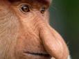 Не тільки щоб приваблювати самок своєю своєрідною красою: Біологи розгадали призначення величезного носу найнезвичішого примата сучасності