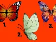 Психологічний тест: Оберіть метелика і дізнайтеся правду про свій характер