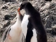 Пінгвін на обідній втечі: Українські науковці зняли веселу 
