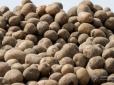 Бережіться! Яка картопля здатна викликати нудоту та головний біль