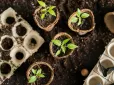 Дачникам на замітку! Як пришвидшити проростання насіння